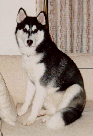 siqusofa.gif (81068 octets)